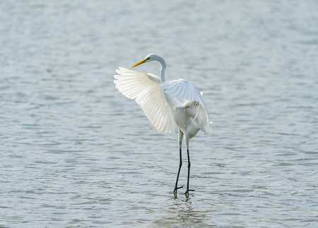 White Egret