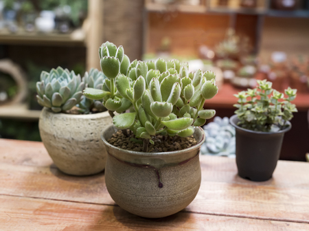 Miniature succulent plants in gardenの写真素材