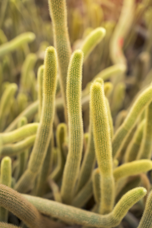 cactus close upの写真素材