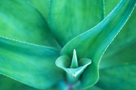 Sharp pointed agave plant leavesの写真素材