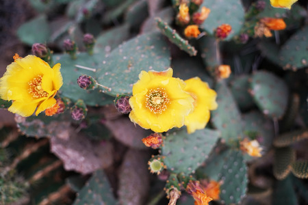 Flower on top of a Green Cactus in the Desertの写真素材