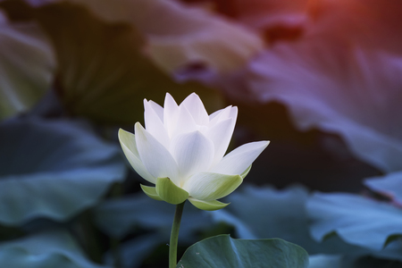 white lotus flower in pondの写真素材