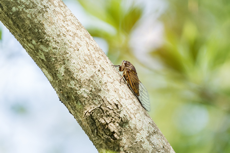 Cicada isolated on Green background