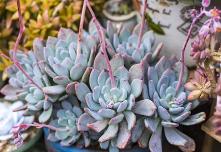 Miniature succulent plants in gardenの写真素材