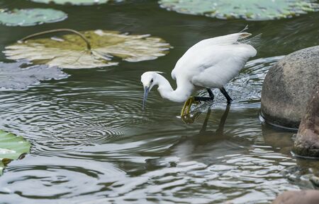 Snowy Egret Wading in shallow edge of lake looking for fish