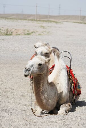 Desert camels resting on the sand in Gansu, Chinaの写真素材