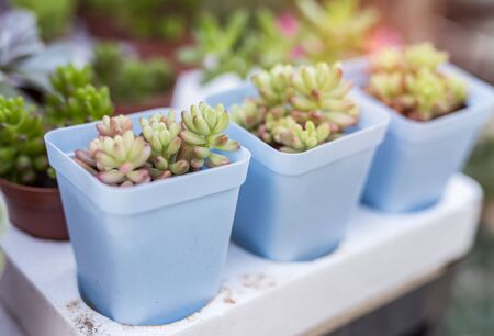  Miniature succulent plants in gardenの写真素材