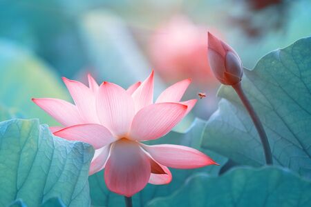 Lotus flower and Lotus flower plantsの写真素材