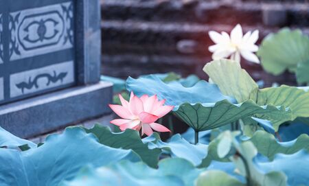 lotus flower plants with green leaves in lakeの写真素材