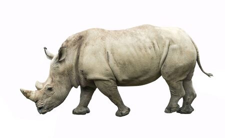 Rhinoceros isolated on white backgroundの写真素材