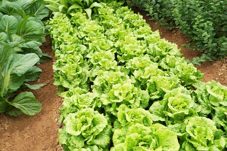 lettuce vegetable salad growing in rural farmland