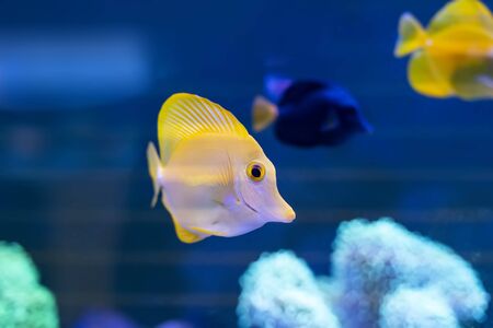 zebrasoma salt water aquarium fish