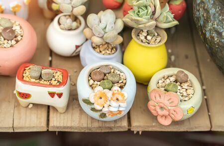 Lithops (Living stone), cactus succulents in planterの写真素材