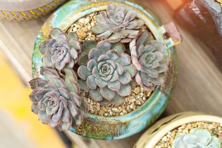 Miniature succulent plants (succulent cactus) at the gardenの写真素材