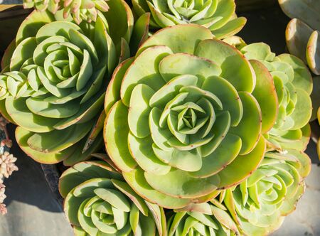 colorful Rectangular arrangement of succulents; cactus succulents in a planterの写真素材