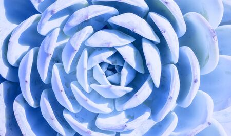 colorful Rectangular arrangement of succulents; cactus succulents in a planterの写真素材