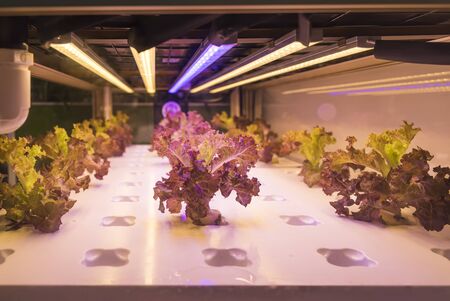 Organic hydroponic vegetable grow with LED Light Indoor farm,Agriculture Technologyの写真素材