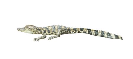 young siamese crocodile isolated on white backgroundの写真素材