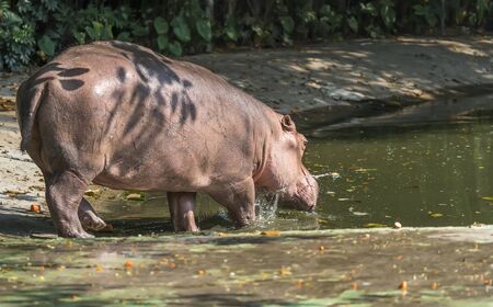 Wild predator hippo in the zoo.の写真素材