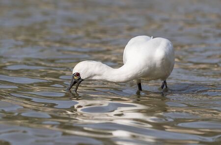 Black-faced Spoonbill at waterland in shenzhen,china.の写真素材