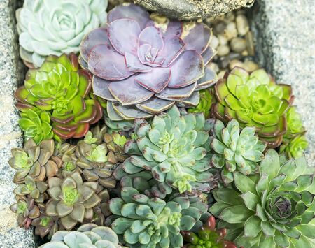  Miniature succulent plants in gardenの写真素材