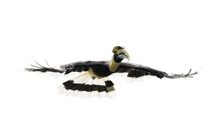 Great hornbill flying on white backgroundの写真素材