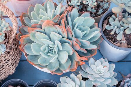 succulents or cactus succulents in gardenの写真素材