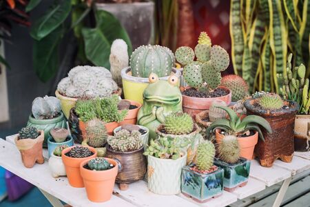 succulents or cactus succulents in garden with frog statueの写真素材