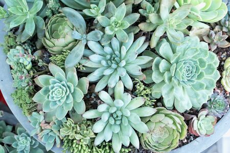Rectangular arrangement of succulents; cactus succulents in a planter
