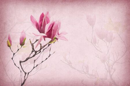 magnolia flowers on old paper backgroundの写真素材