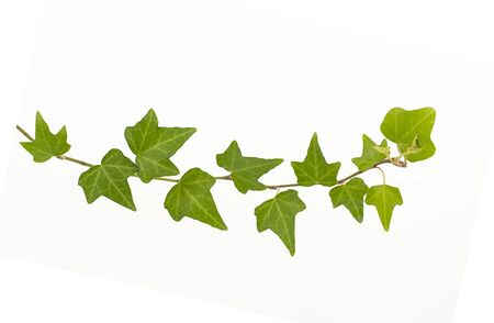 ivy isolated on a white background.の写真素材