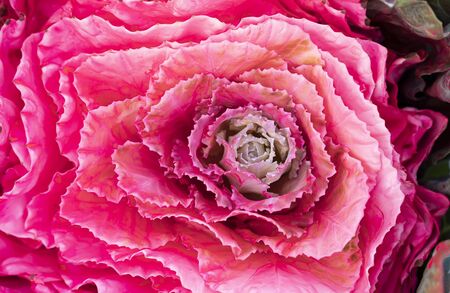 Colorful of the Ornamental Cabbage, Brussels sprouts, Collard greens or Kale growingの写真素材