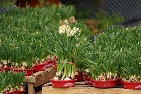 Blooming narcissus for chinese new year