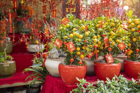 Spring festival Chinese New Year Red envelope decoration on orange treeの写真素材