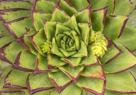 Rectangular arrangement of succulents; cactus succulents in a planterの写真素材