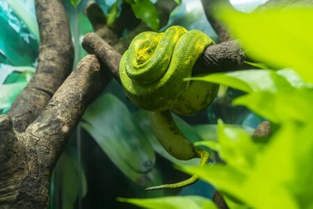 Green tree python wrapped around a dead tree branch