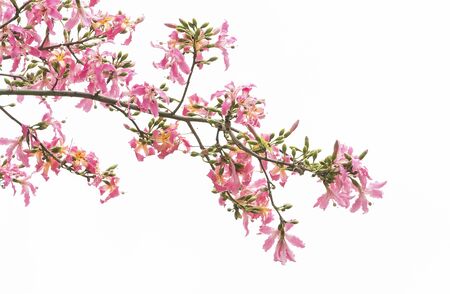 silk floss tree flower isolated on white backgroundの写真素材