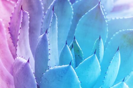 Sharp pointed agave plant leavesの写真素材