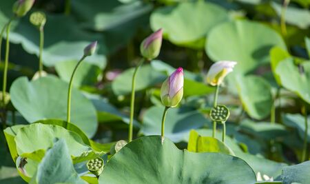 lotus flower blooming in summer pond with green leaves as backgroundの写真素材