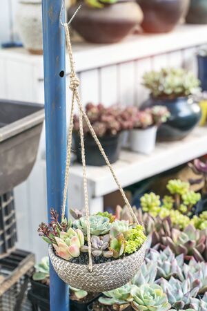 Miniature succulent plants (succulent cactus) hanging at the gardenの写真素材