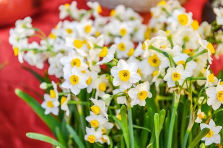 narcissus blooming for chinese new year