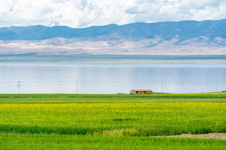 beautiful landscape in qinghai lake, flower and farm houseのeditorial素材