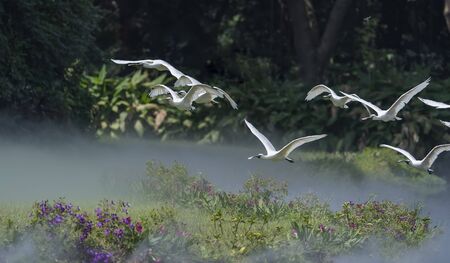 Common Spoonbills in flight in waterland