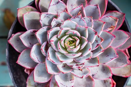 Natural background Cactus succulent plantの写真素材