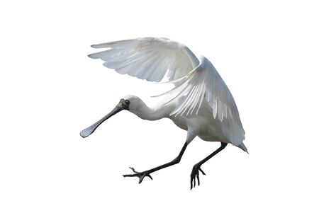 Black-faced Spoonbill isolated on white backgroundの写真素材