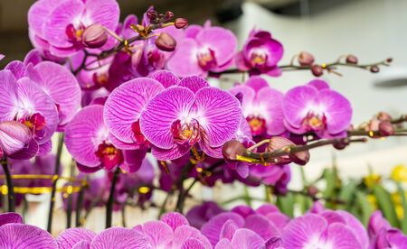 Flowers beautiful purple orchid phalaenopsis.の写真素材