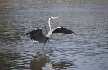 Gray heron,Wildlife in natural habitatの写真素材