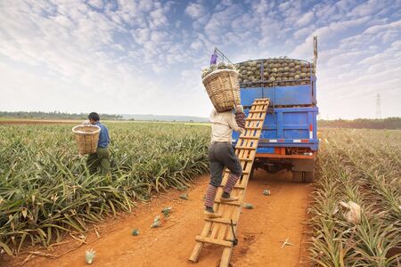 Truck fully loaded with fresh pineapples and worker which carry themの写真素材