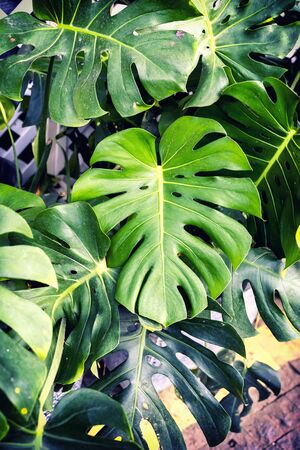 Tropical plants background of green leaves of Monstera plant leaf texture.の写真素材