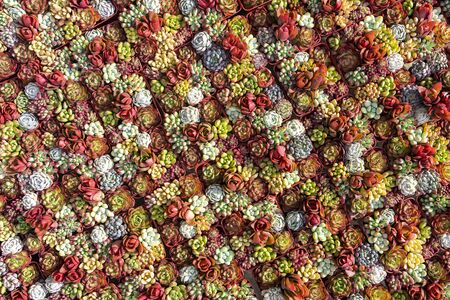 Miniature succulent plants (succulent cactus) at the gardenの写真素材